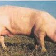 Молодняк свиней петрена для товарного выращивания. фото