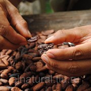 Какао бобы Го Граунд ,Индия 1 кг фото