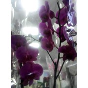 Орхидея в Киеве