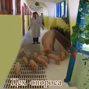 Reproducerea porcilor in Moldova фотография