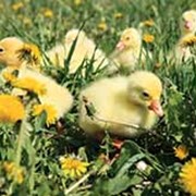 Комбикорма и отруби гранулированные фото