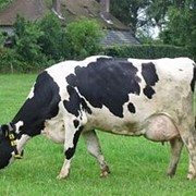 Разведение коров фотография