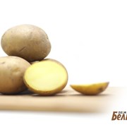 Картофель семенной Колетте 2РС фото