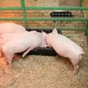 Fotografie mladých selat Landrace
