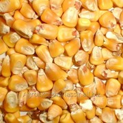Кукуруза кормовая фотография