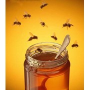 Мёд разнотравье фото