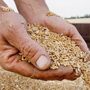 Пшеница мукомольная оптом фото