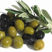Греческие оливки фотография