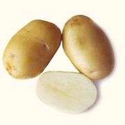 Картофель сорт невский фото