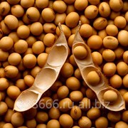 Соевые бобы без ГМО продаём фото