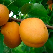 Саженцы абрикоса Голд Рич фото