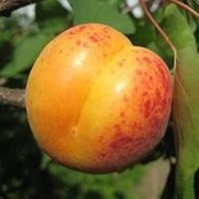 Саженцы абрикоса Краснощекий фотография