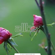 Декоративные растения фото