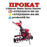 Аренда Прокат культиватора Борисов Жодино Смолевич фото