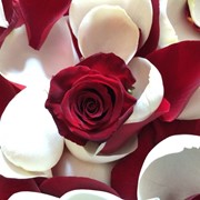 Лепестки роз на День Влюбленных фото