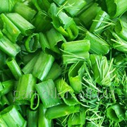 Зеленый (салатный) лук фотография