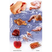 Куры мясо-яичные фотография