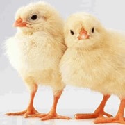Цыплята суточные,выращенные из домашнего яйца,домашняя птица молодняк . фото