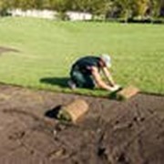 Укладка рулонных газонов фото