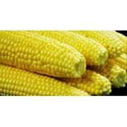 Кукуруза посевная, кукуруза оптом, в розницу фото