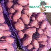 Продамо посадкову картоплю рожевого сорту Ред Скар фото