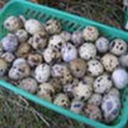 Яйца перепиленные домашние фото