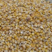 Семена кукурузы Нора Семенной материал, протравленые. Исходный материал “Венгерская Селекция“ фото