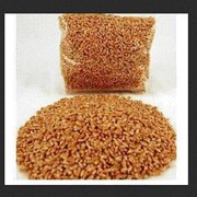 Крупа пшеничная(тв.) фото