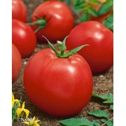 Семена томатов F1 Адаптор фотография