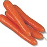 Продам семена моркови Колтан (1,8-2),100000 шт/упак фото