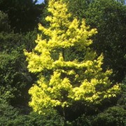Дуб Quercus rubra Aurea фотография