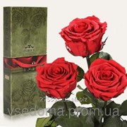 Три долгосвежих розы Алый Рубин в подарочной упаковке