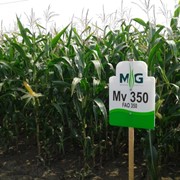 Семена кукурузы FAO 350, Венгрия