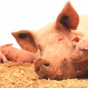 Концентрат для свиноматок супоросных 10% (Голландия)