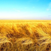 Семена пшеницы яровой - Зимоярка (двуручка) фото