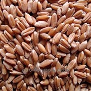 Пшеница 3, 4 Класс (wheat)