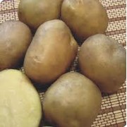 Картофель, купить картофель оптом, сорт Сантэ фото