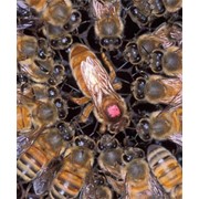 Пчёломатка фото