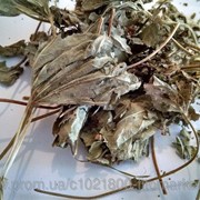 Манжетка обыкновенная (Alchemilla vulgaris) трава 100 грамм фото