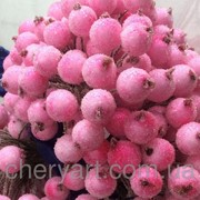 Калина в сахаре розовая