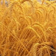 Пшеница, зерно фото