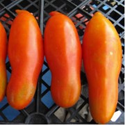 Семена томатов. Томат Банан красный фото