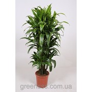 Драцена Janet Craig Art 150см фото