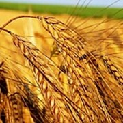 Пшеница «Новосибирская-29» суперэлита фото