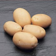 Картофель семенной Гранада 2РС фотография