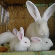Кролики породы немецкий ризен белый (фландр) фото
