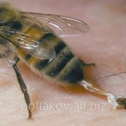 Пчёлы живые для пчелоужаливания фото