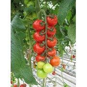 Семена томатов F1 Мопс фотография