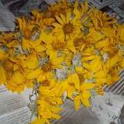Арника цветы соцветия (Arnica montana)
