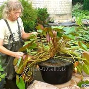 Корзина для водных растений AguantidaR 180*180*180